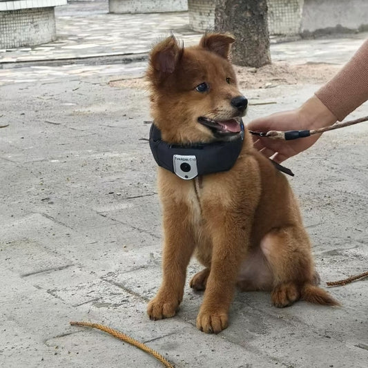 There is a cute dog on the ground wearing a dog GPS collar